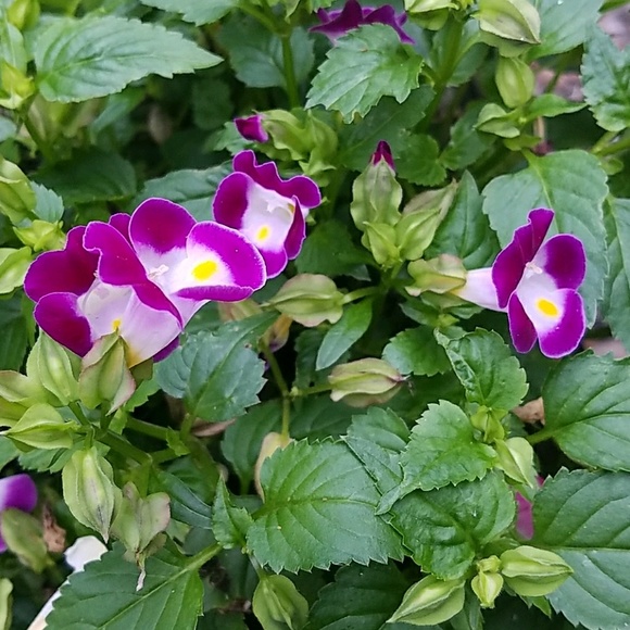 Meet your Posher, Mindy - Picture 1 of 1